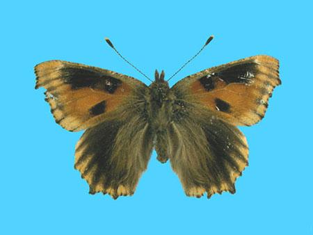 Aglias urticae ab. dannenbergi 2-15-1912 UK (Internet Image property of respective owner, non-commercial use only)